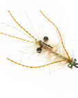 Ascension Bay Mantis