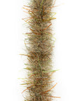 EP® Tarantula Brush - .50" - Sculpin