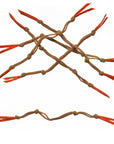 EP® Langostino Claw - Brown