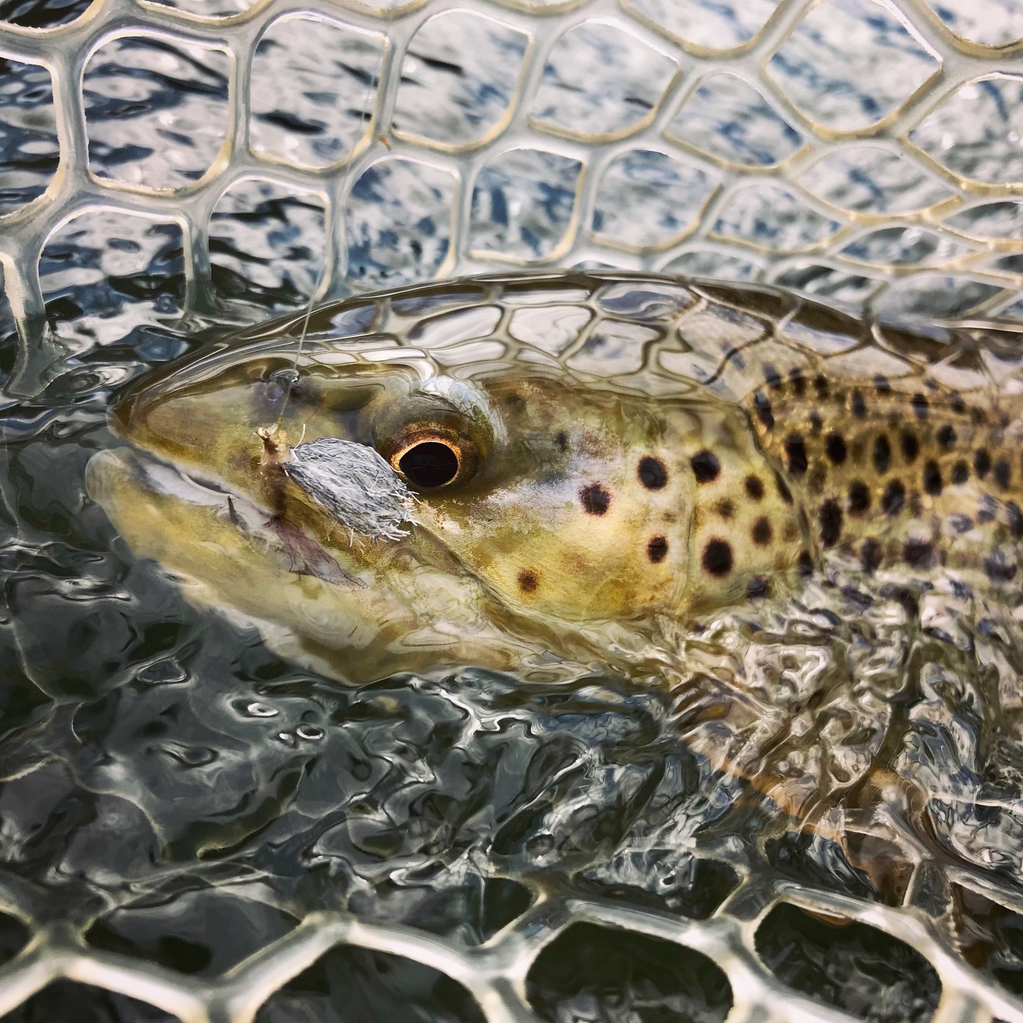 Trout