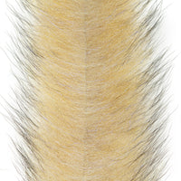 Coyote