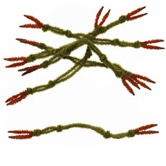 EP® Crab Claw