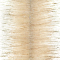 Black Tip Wolf