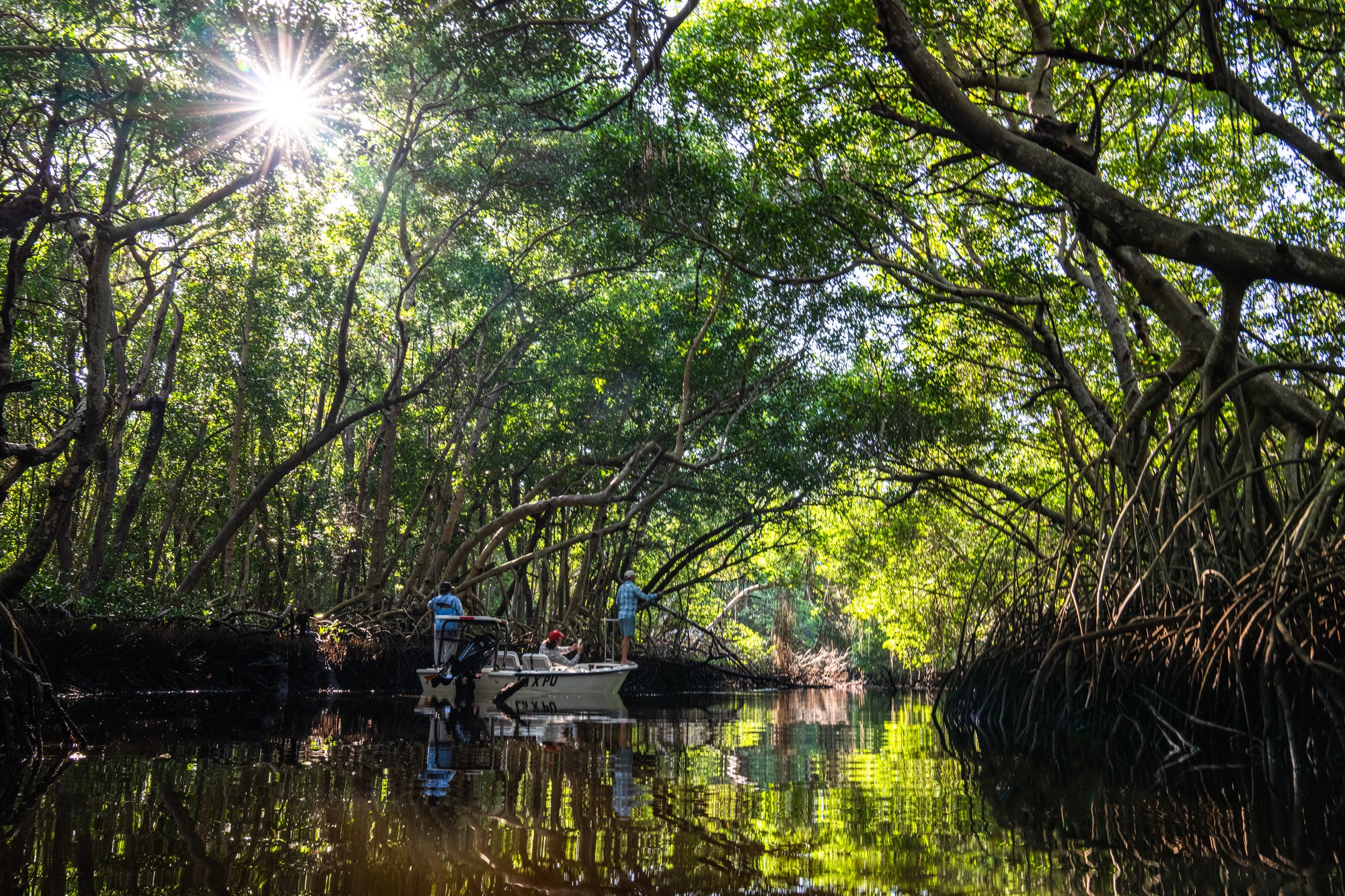 Campeche Mangroves